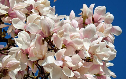 "СТРАНА МАГНОЛИЙ"
XII Международный арт-пленэр