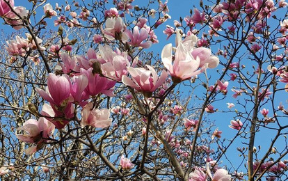 "СТРАНА МАГНОЛИЙ"
IX Международный арт-пленэр